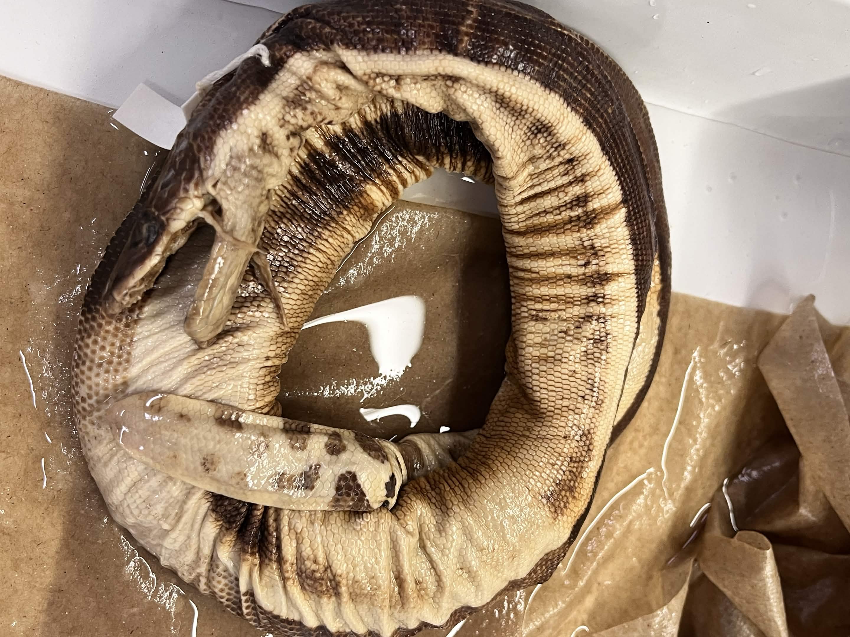 <p>Infraorder + Superfamily + Family + Scientific name?<br>- finny tail<br>- no loreal scale</p>