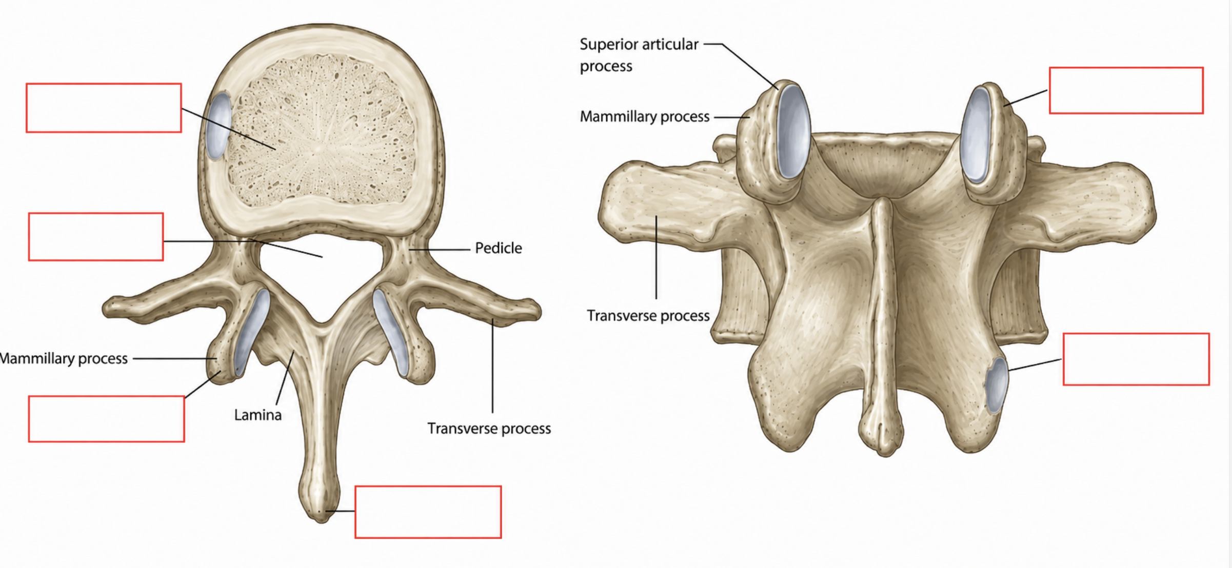<p>Label each, what vertebrae does this belong to?</p>