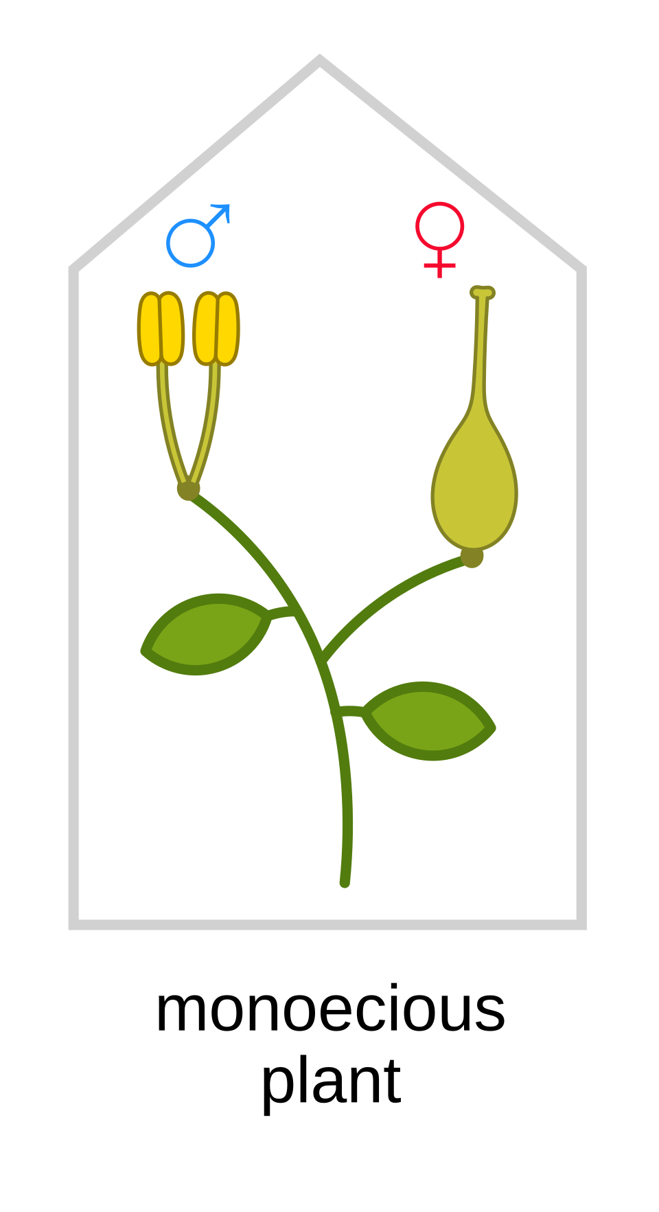 <p><span>Monoecious</span></p>