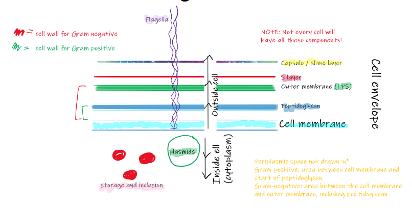 <p>peptidolgycan, outer mmebrane (LPS), S layer, capsule/ slime layer</p>