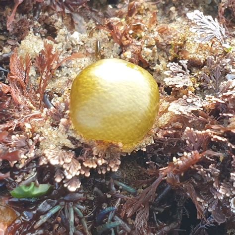 <p>Colpomenia peregrino </p>