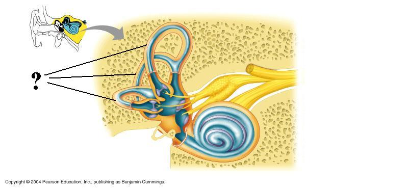 <p>Identify the indicated structures</p>