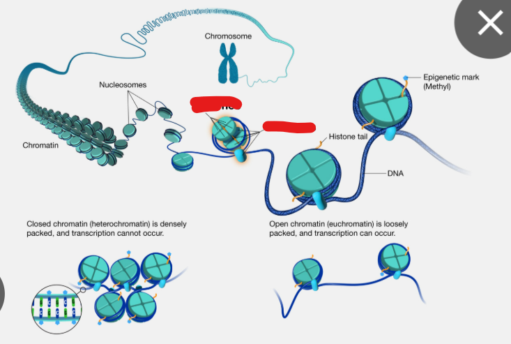 <p>What do eukaryotes have bound to chromosomal DNA </p>