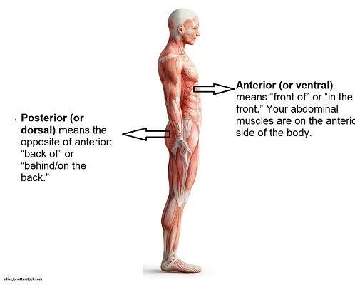 <p>Located toward the back of the body. Opposite of anterior. </p>