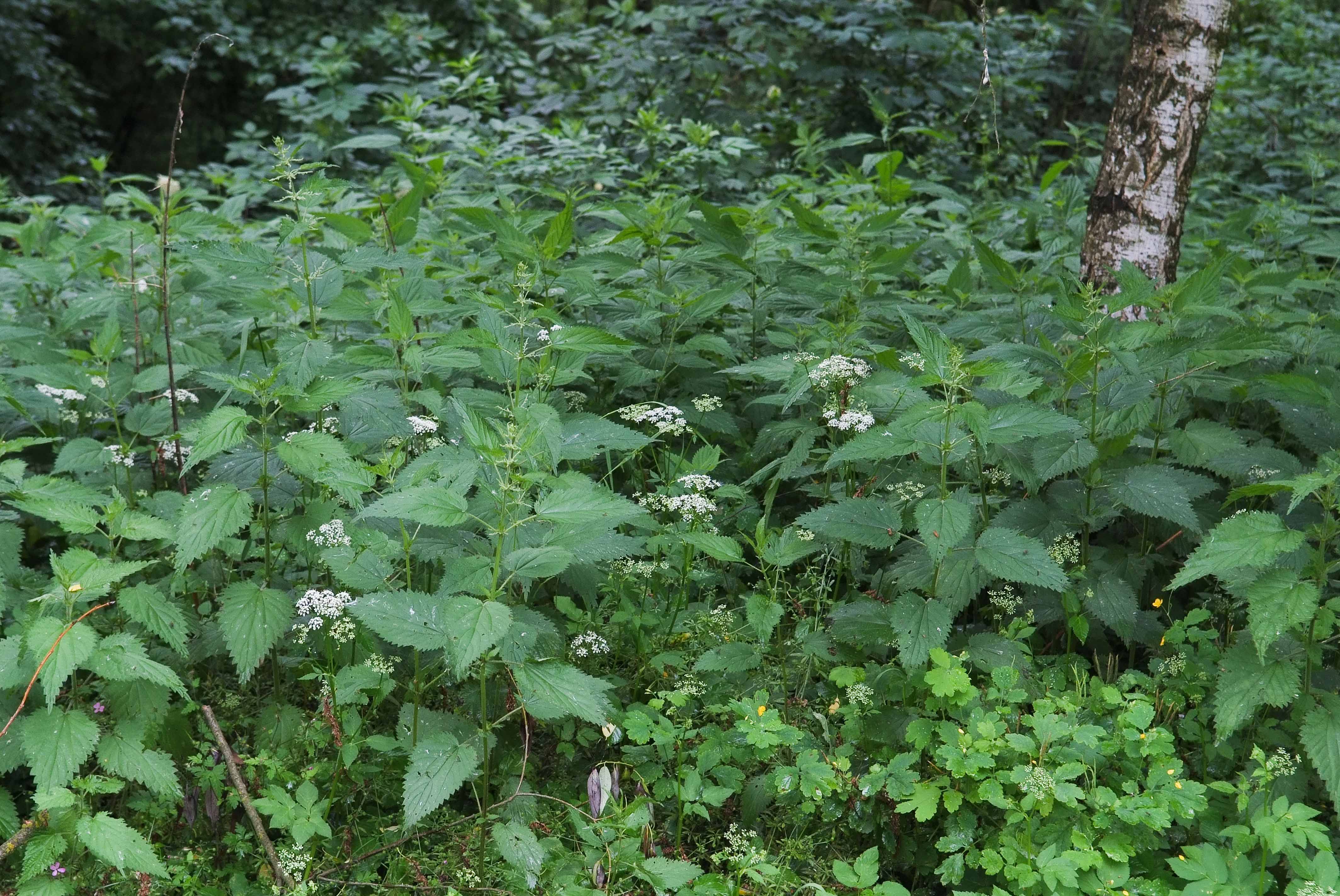 <p>Klasa <strong>ARTEMISIETEA VULGARIS </strong><span style="line-height: 22px;">związek<strong> <em>Glechometalia hederaceae</em></strong>&nbsp;</span></p>