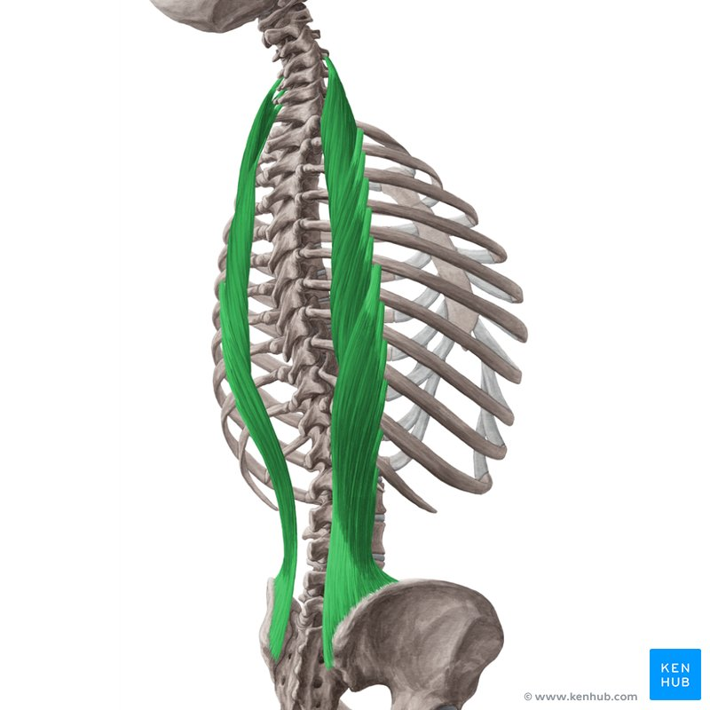 <p>What is this muscle?</p>