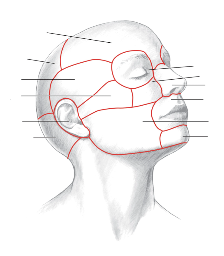 <p>Label each region of the head (Practice on ipad!)</p>