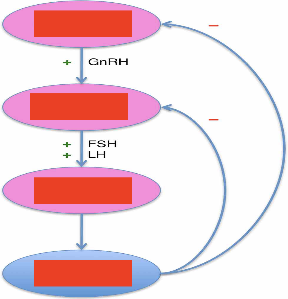 <p>Fill out the Hypothalamic-Pituitary Testicular Axis (top to bottom)</p>