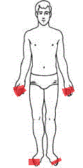 <p>fingers, toes</p>