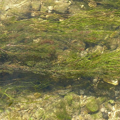<p class="has-focus">Commonly known as …</p><p>Native and non-native species.</p><p class="has-focus">(Figure out which one we are documenting)</p>
