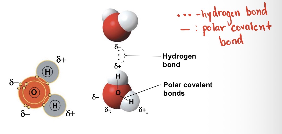 <p>Polarity. The partial positive charge of hydrogen atom in one polar molecule is attracted to the partial negative charged oxygen atom of another polar molecule to form hydrogen bond.</p>