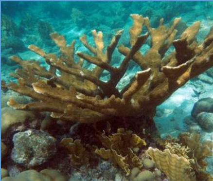 <p>What is this branching coral from the Scleractinia order?</p>