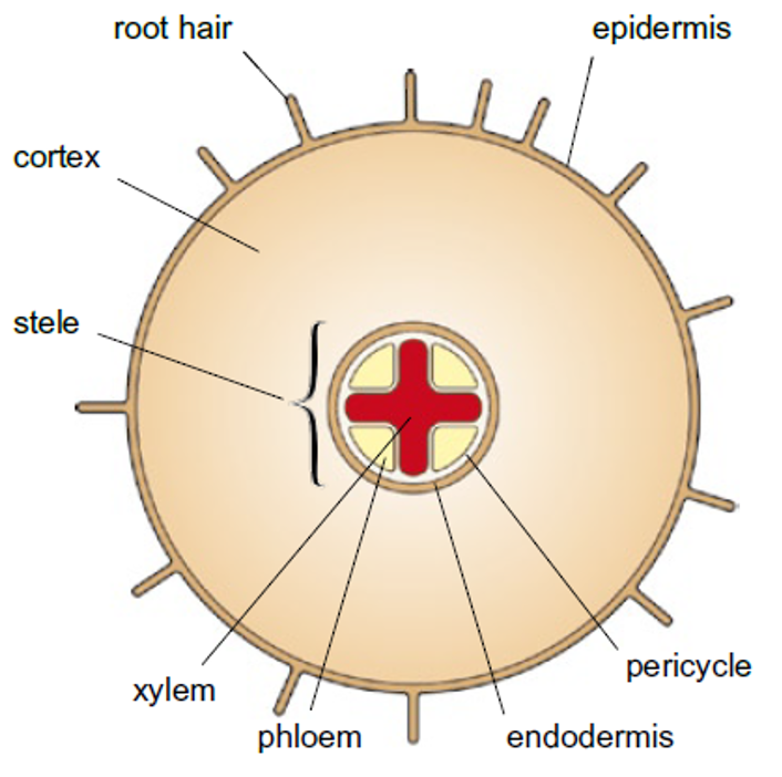 <p>Xylem cross shaped</p><p>Phloem quarters</p><p>Surrounded by endodermis</p><p></p>