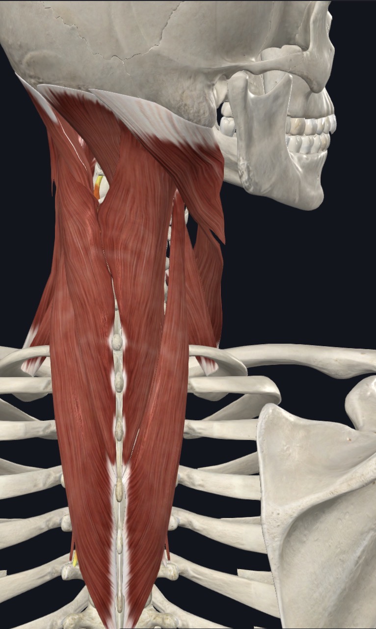 <p><strong>Unilateral:</strong> Contralateral rotation</p><p><strong>Bilateral:</strong> extension</p>