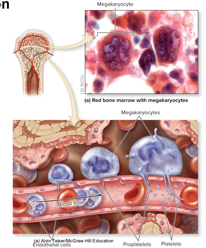 <p>Starts in <strong>red bone marrow</strong> with megakaryocytes (lives next to blood vessels)</p><ol><li><p>The capillary is lined with endothelial cells thru which lie the proplatelets</p></li><li><p>Proplatelets are <strong>spliced</strong> from the megakaryocytes by the force of blood flow → platelets</p></li></ol><p></p>