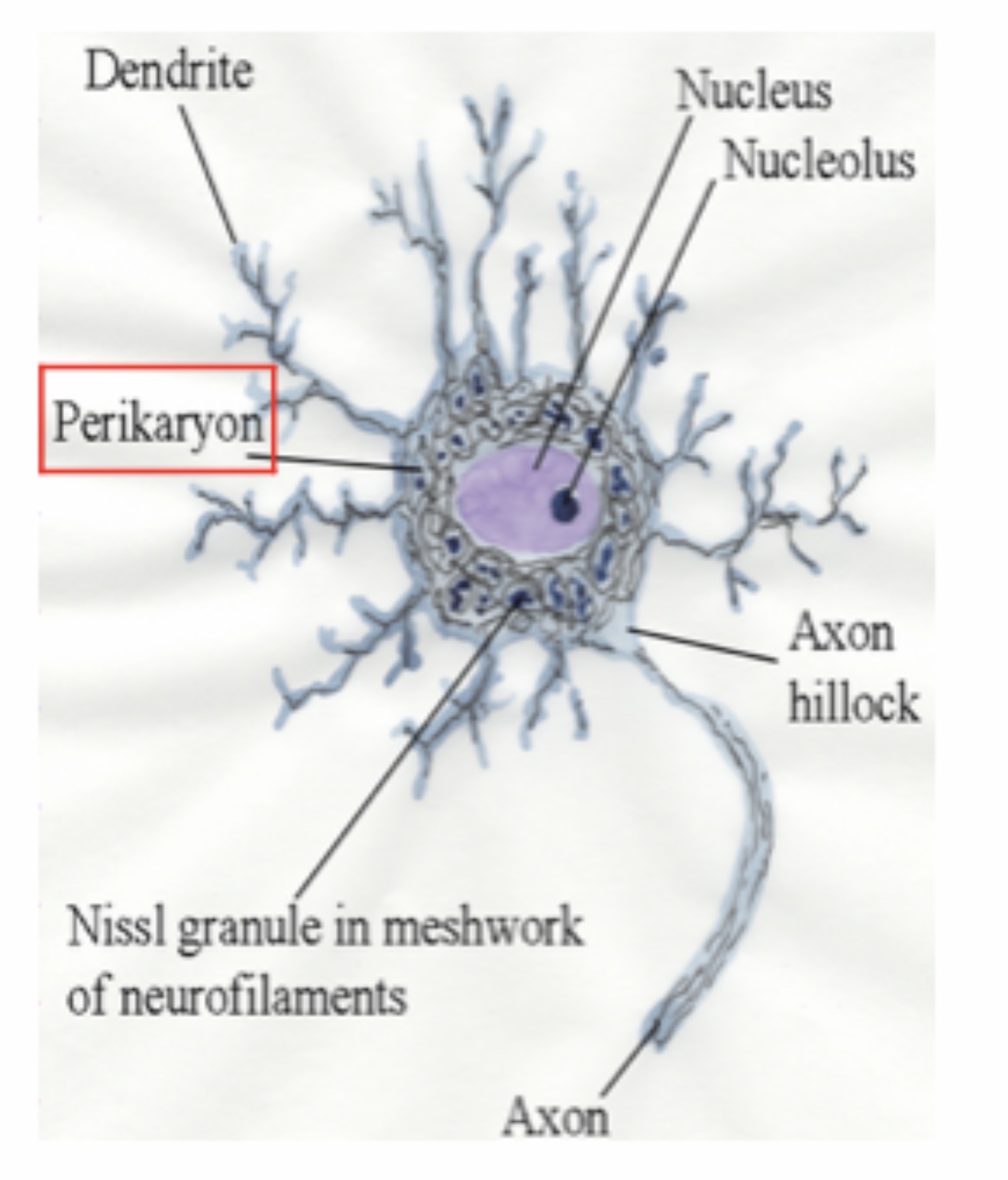 <p>Multipolar Neuron : Function : Transmits nerve impulses between the brain, spinal cord, muscles, and glands.</p>