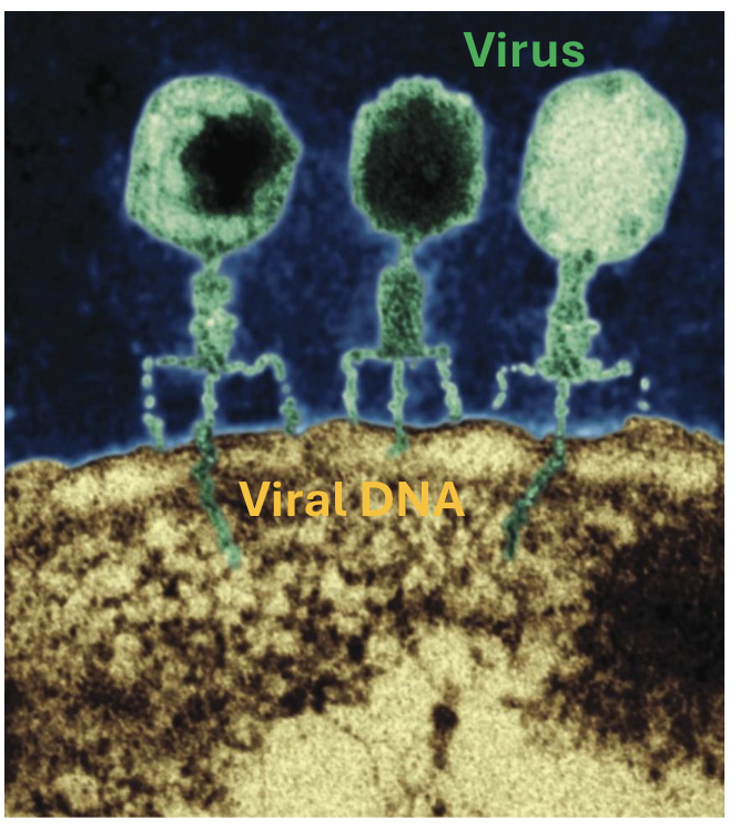 <p>specific DNA sequence found ONLY in DNA of bacteria cells; designed to integrate genetic material from viruses into bacteria DNA → bacteria kills virus</p>