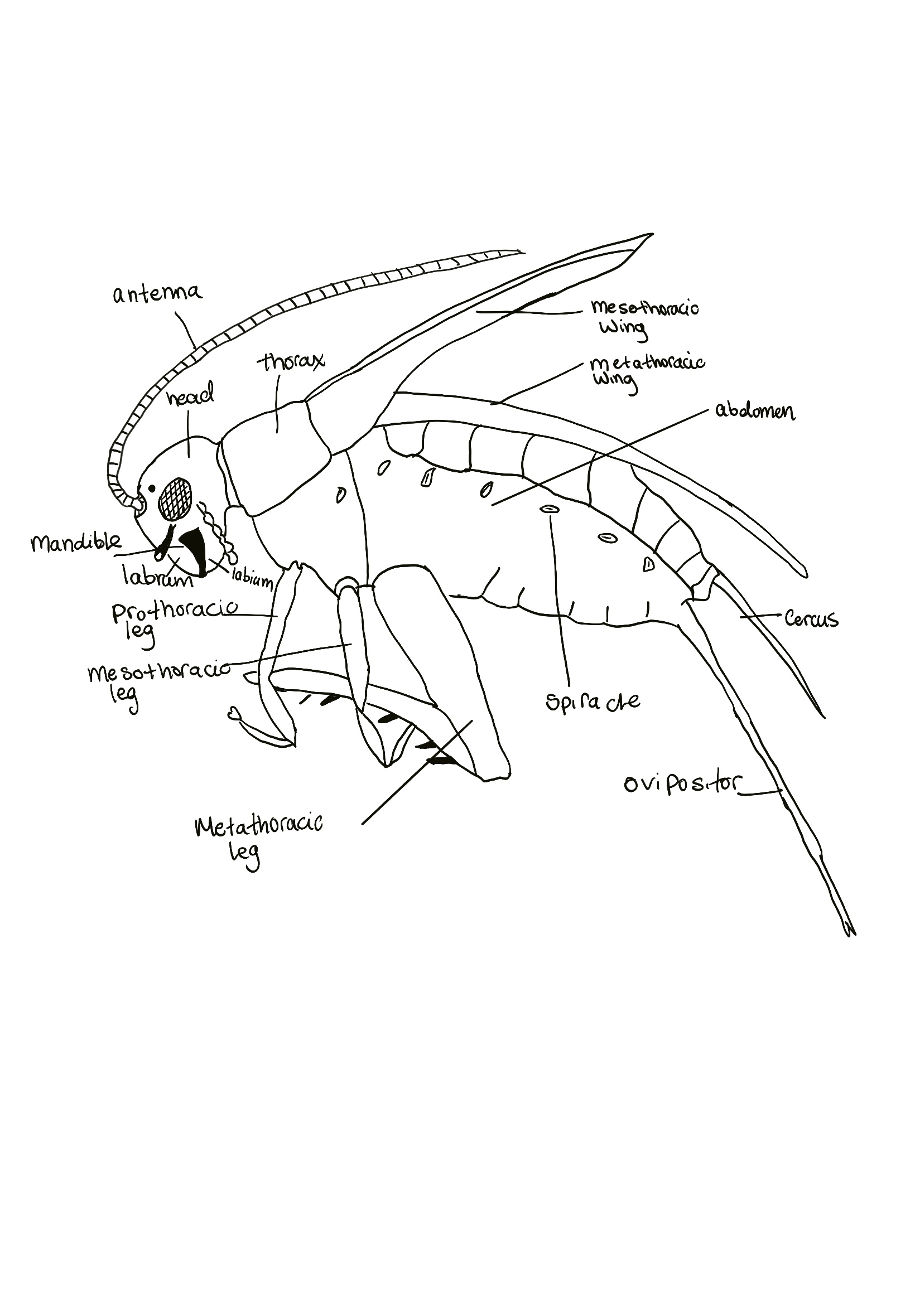 <p> the soft, flexible posterior appendage on the 10th segment on the abdomen </p>