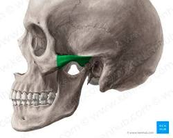 <p>What is this pointing to? What bone is it on?</p>