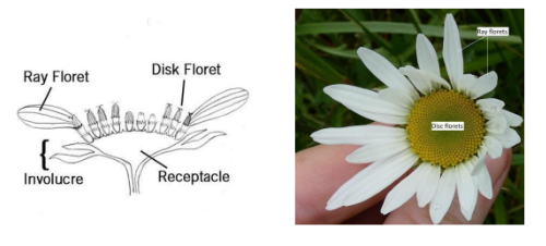 <p>composite, head<br><br>ray, disk</p>