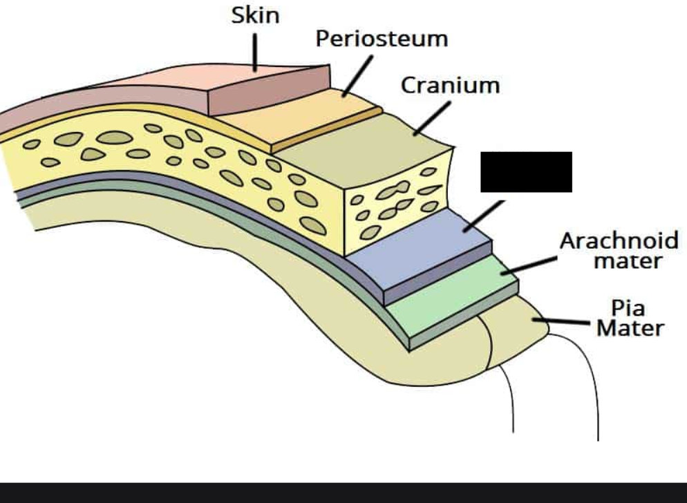 <p><span>the most superficial layer of the meninges. Forms a sac known as the thecal sac that encases the spinal cord</span></p>