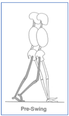 <p>51-62%</p><ul><li><p>Second double support; the limb unloads and readies to swing.</p></li></ul><p></p>