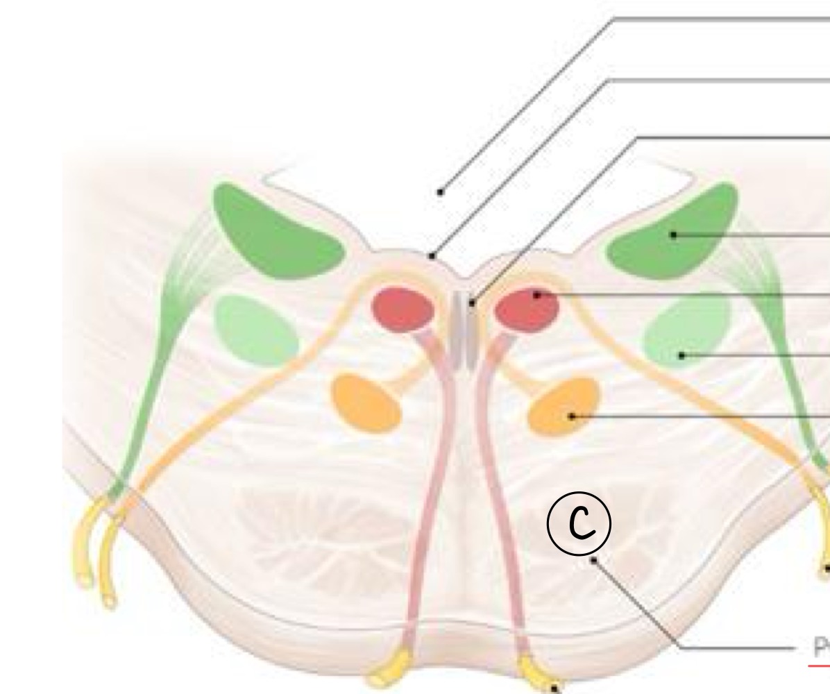 <p>What Pons structure does C represent? </p>