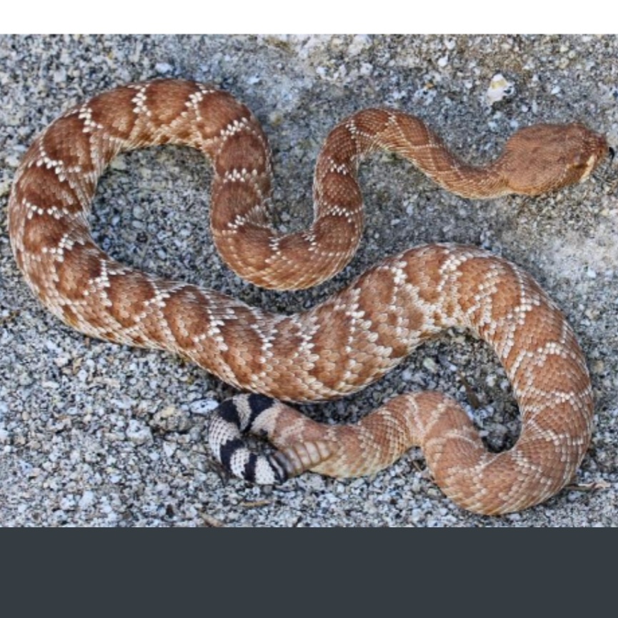 <p>name this animal</p>