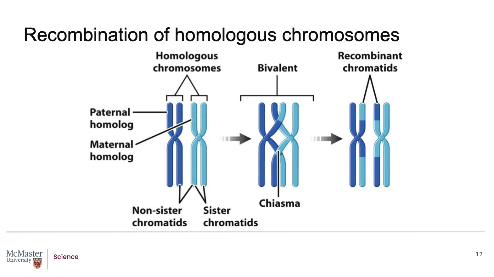 <p><strong>Back (Answer):</strong></p><ul><li><p><strong>Crossing over</strong> occurs during <strong>prophase I of meiosis</strong></p></li><li><p>At this stage:</p><ul><li><p>Homologous chromosomes exchange corresponding DNA segments</p></li></ul></li><li><p>When a crossover occurs <strong>between two linked genes</strong>:</p><ul><li><p>The alleles of those genes can be separated</p></li><li><p>This process is called <strong>genetic recombination</strong></p></li></ul></li><li><p>As a result:</p><ul><li><p>Alleles that were previously inherited together may now be distributed into different gametes</p></li></ul></li><li><p>This can lead to offspring that:</p><ul><li><p>Inherit <strong>only one</strong> of the linked genes</p></li><li><p>Show inheritance patterns that <strong>resemble independent assortment</strong></p></li></ul></li><li><p>Therefore:</p><ul><li><p>Linked genes can sometimes behave as if they are <strong>not linked</strong>, depending on where recombination occurs</p></li></ul></li></ul><p><strong>Key takeaway:</strong><br>Recombination during meiosis can separate linked genes, allowing them to be inherited independently in some offspring.</p>
