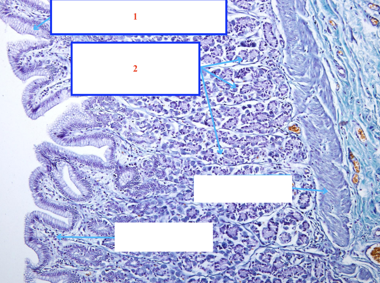 <ol><li><p>Biểu mô gì ?</p></li><li><p>Cấu trúc gì ?</p></li></ol><p></p>