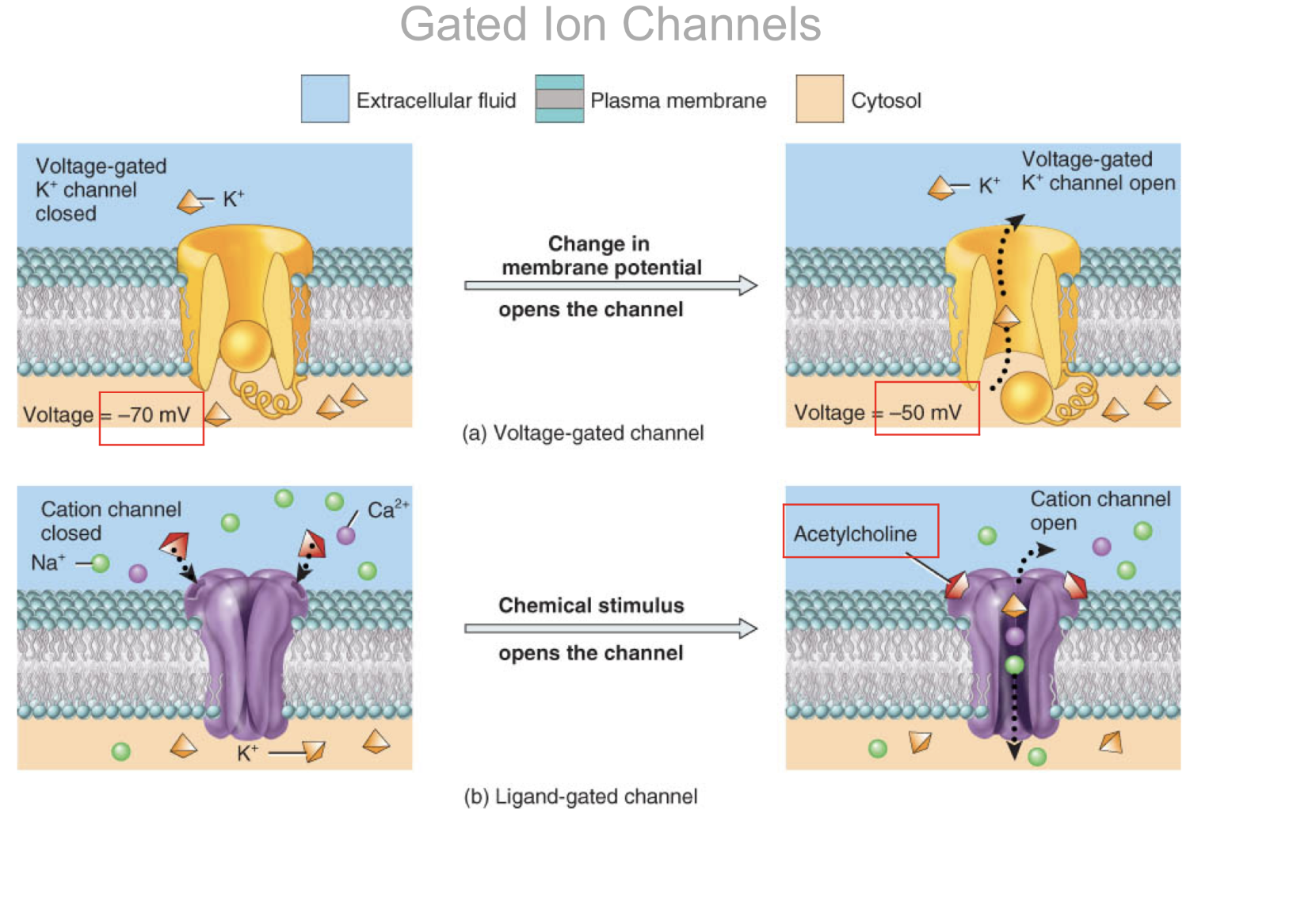 <p>3 types of gated ion channels:</p><p></p><p>Voltage-gated channels respond to a direct change in the membrane</p><p>potential. Fig. 12.11 a</p><p>• Types we’ll consider: Na+, K+, and Ca+2</p><p></p><p>Ligand-gated channels respond to a specific chemical stimulus. Fig. 12.11</p><p>b</p><p>• Type we’ll consider: Na+ channels responding to the neurotransmitter</p><p>acetylcholine</p><p></p><p>Mechanically gated ion channels respond to mechanical vibration or</p><p>pressure.</p>