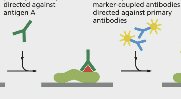<p>Fluorescence microscopy:</p><p>Instead of Green Fluorescent Protein, sometimes we can use … (2) to help visualize proteins</p>