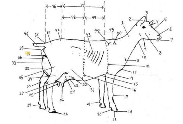 knowt flashcard image