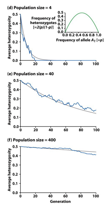 <p>How is drift related to population size? </p><p>These graphs represent simulations of genetic drift in populations of different sizes (N = 4, N = 40, N = 400). Gray lines represent each individual run, red line represents the average.</p><ul><li><p>what are the 2 effects wandering allele frequencies have?</p></li></ul><p></p>