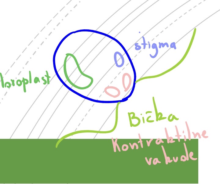 <p>Deblo : zelene alge - chlorophyta</p><p>Razred chlorophyceae - prave zelene alge</p><p>Red volvocales - bickaste zelene alge</p><p>Rod Chlamidomonas</p><p></p>