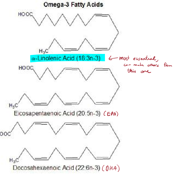 <p>What is the essential Omega-3/6 fatty acid that we can sparingly make other fatty acids from?</p>