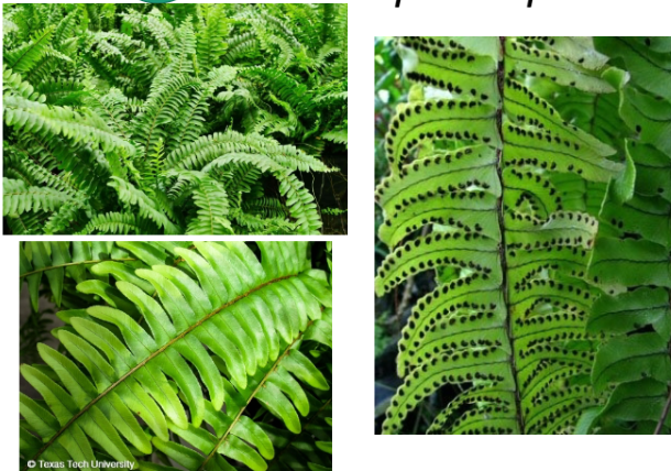 <p>Boston fern</p>