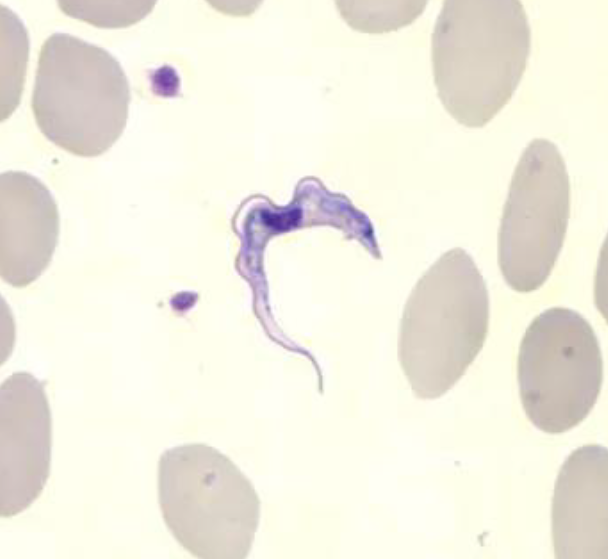 <p>Name this Protist and its defining features</p>