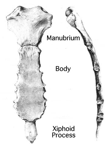 <p>name this bone</p>