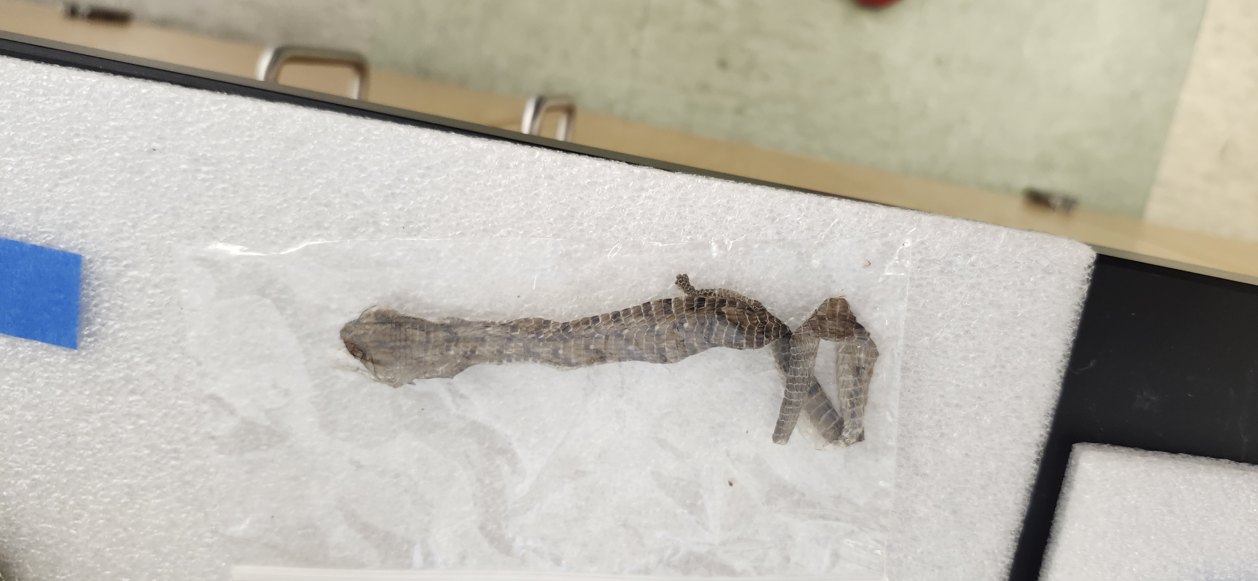 <p>What is the phylum, class, order, and common name of the organism?</p>