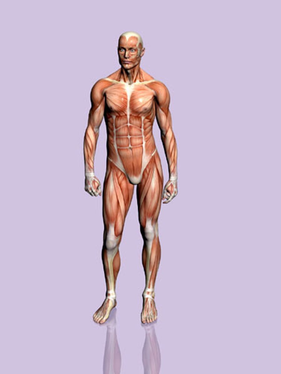 <p>the body</p>