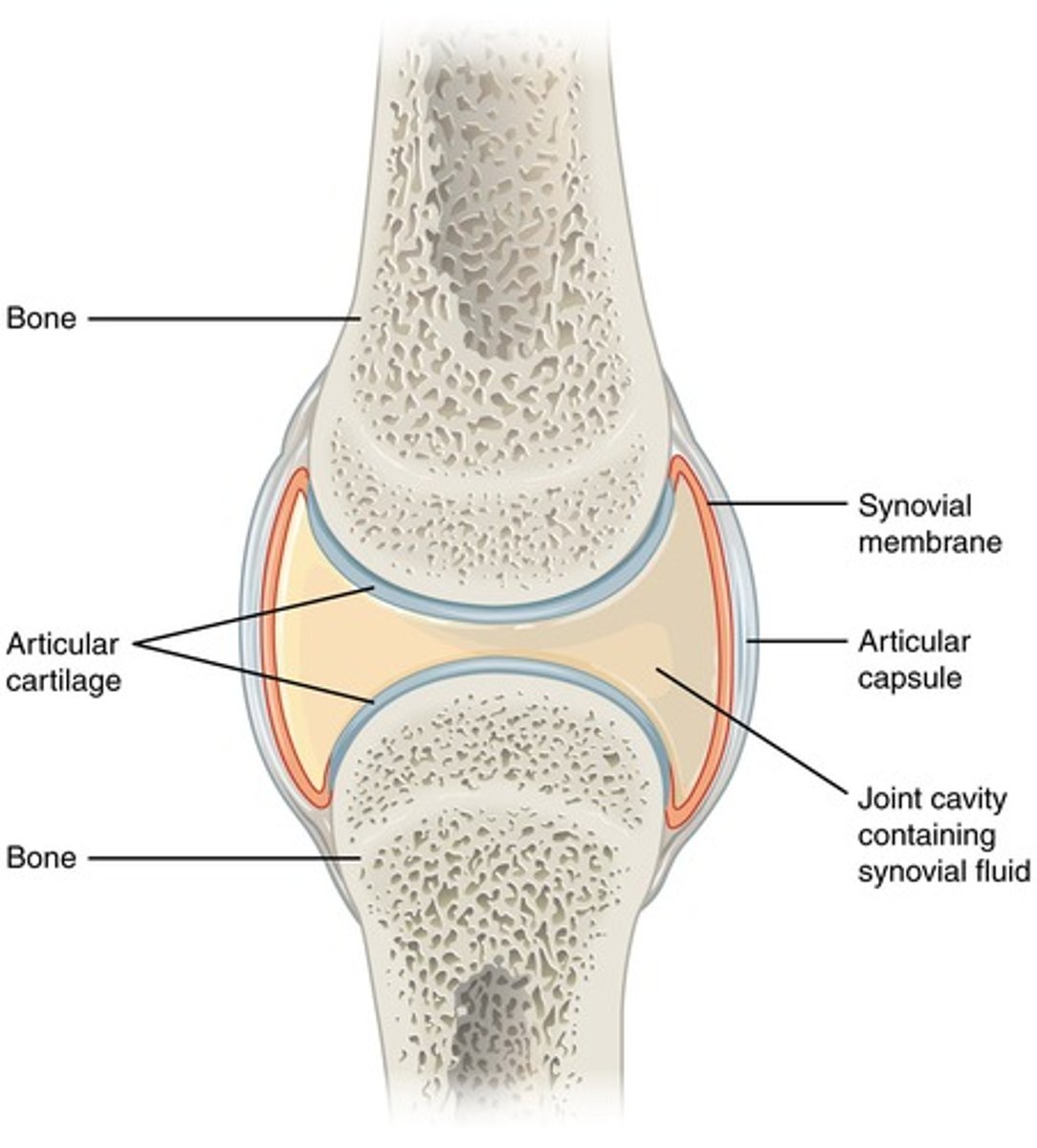 <p>freely movable joint</p>