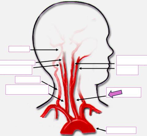 <p>Based on the indicated area, identify this vessel</p>