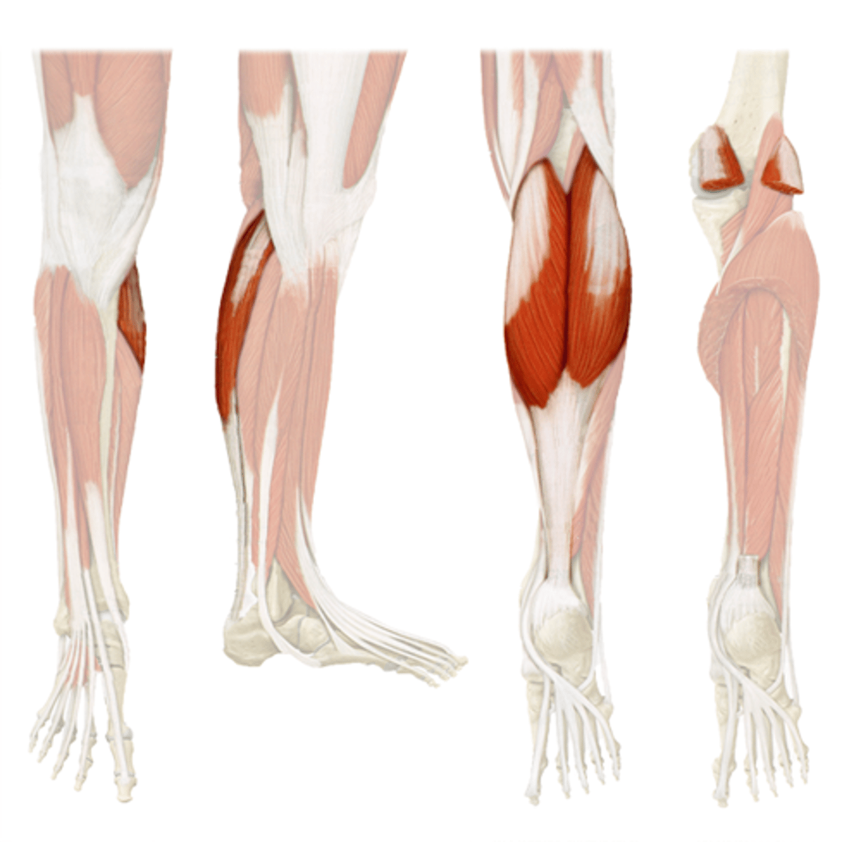 <p>Calf muscle</p>