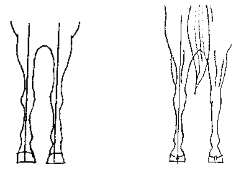 <ul><li><p>a line dropped from the shoulder/tuber ischii should divided the leg into 2 symmetrical halves</p></li><li><p>observe 2 characteristics</p><ul><li><p>base- wide or narrow</p></li><li><p>limb axis- straight, turned outwards, turned inwards</p></li></ul></li></ul><p></p>