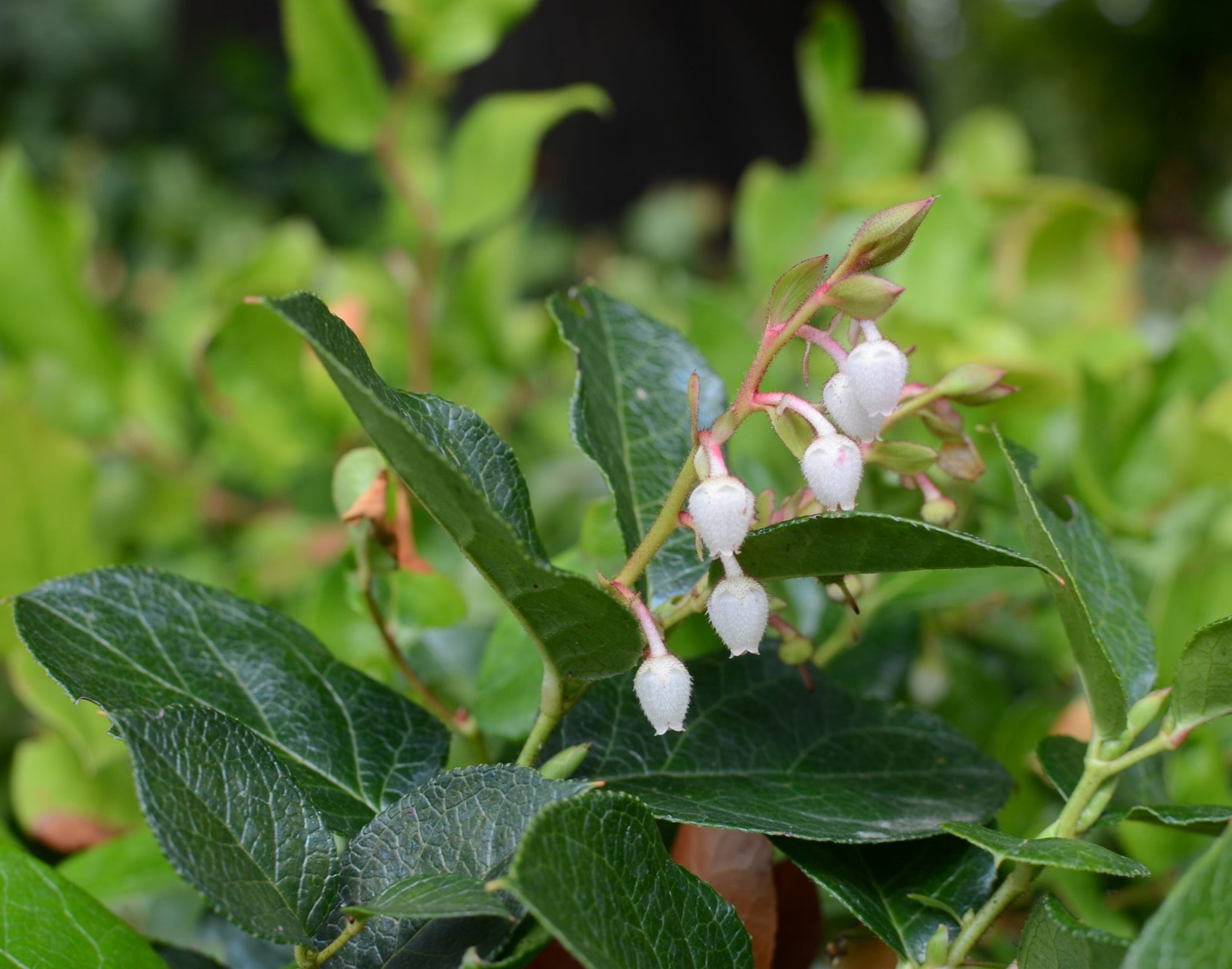 <p>Gaultheria shallon </p>