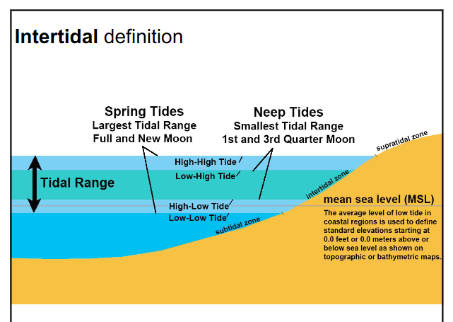 <p>zone found in between the lowest low tide and the highest high tide</p>
