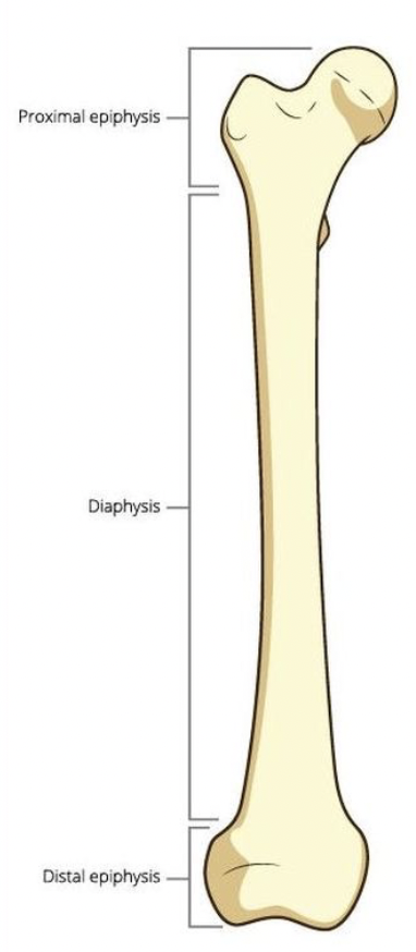 <p>Bones that are longer than they are wide</p>