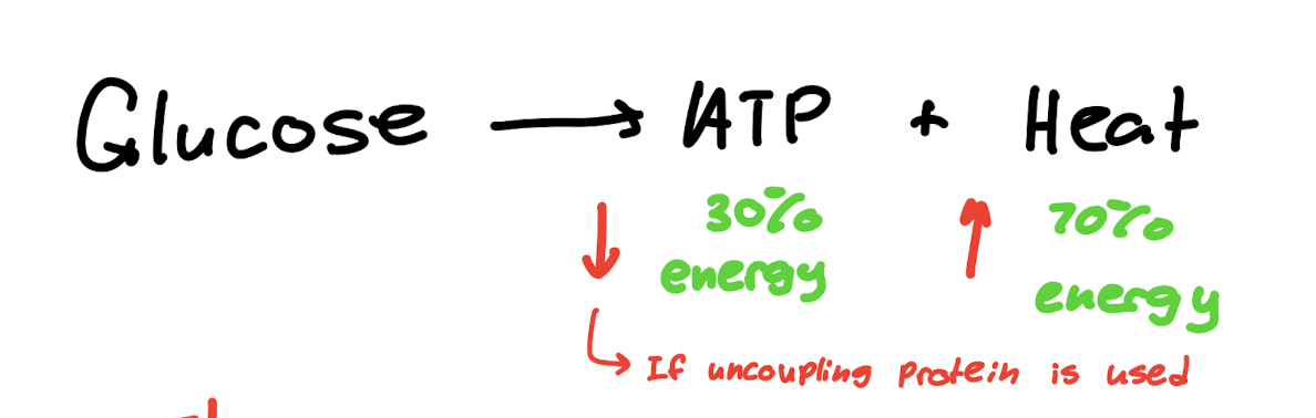 <p>Protons from the gradient leak through the uncoupling proteins instead of flowing through the ATP synthase, and thus less energy is provided to the ATP synthase to synthesize ATP so much less is produced. As a result, much less ATP is provided from the energy of glucose, and the amount of this energy that is dissipated as heat is increased (increased thermogenesis)</p>