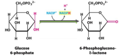 <p>main regulatory enzyme of the oxidative phase of the PPP; converts the hemiacetal to a cyclic ester</p>